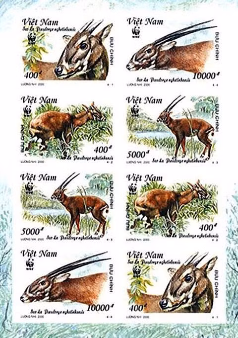 Bất ngờ tìm thấy cá thể Sao la sắp tuyệt chủng - Hình 2