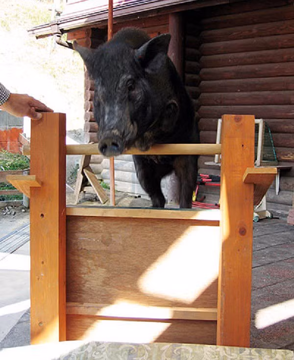 Những kỷ lục khó đỡ được ghi vào sách Guinness của họ nhà lợn mà đảm bảo rất ít người được nghe - Hình 8