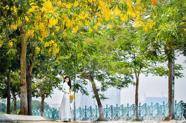 “Hot girl tráng bánh mướt” xứ Nghệ đẹp dịu dàng dưới tán hoàng yến ảnh 10