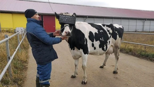 Một chú bò sữa đang được đeo kính thực tế ảo. Ảnh: BBC.