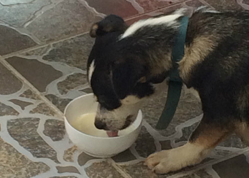 Chị Loan cho biết, ngoài uống sữa, ăn thịt, Lu còn thích ăn trái câ. Ảnh: P.T