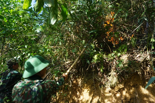 Ông Đặng Phú Hành, Phó Chủ tịch UBND huyện Hòa Vang thông tin, có khoảng 200 cán bộ, chiến sĩ, bộ đội, kiểm lâm, dân phòng… có mặt tại hiện trường vụ cháy.