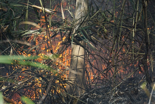 Vì khu vực có nhiều bụi rậm, dễ bén lửa nên công tác cứu hỏa gặp không ít khó khăn.