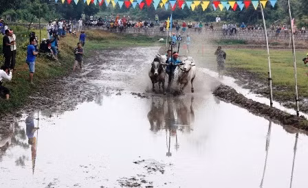 Lễ hội đua bò truyền thống năm 2015 diễn ra tại huyện Tịnh Biên và huyện Tri Tôn thu hút 74 đôi bò tham gia.