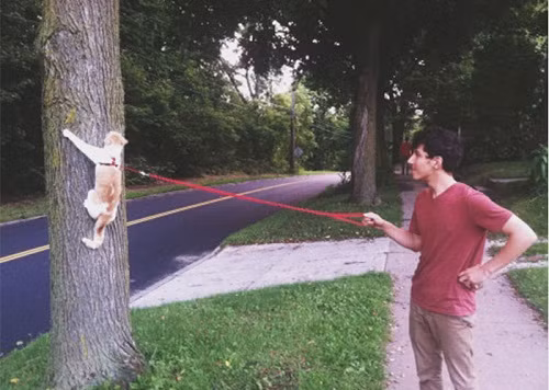 Ngày đầu dẫn mèo đi dạo. 10-anh-hai-hot-nhat-facebook-trong-ngay-8