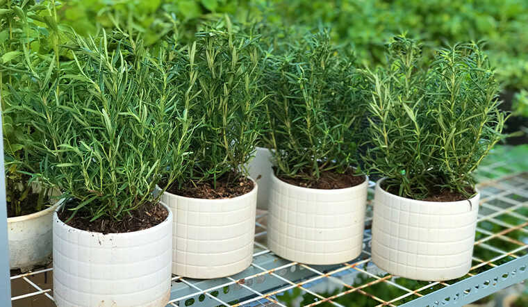 Trồng cây hương thảo để đuổi muỗi.