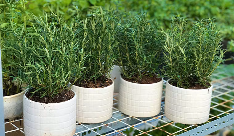 Trồng cây hương thảo để đuổi muỗi.