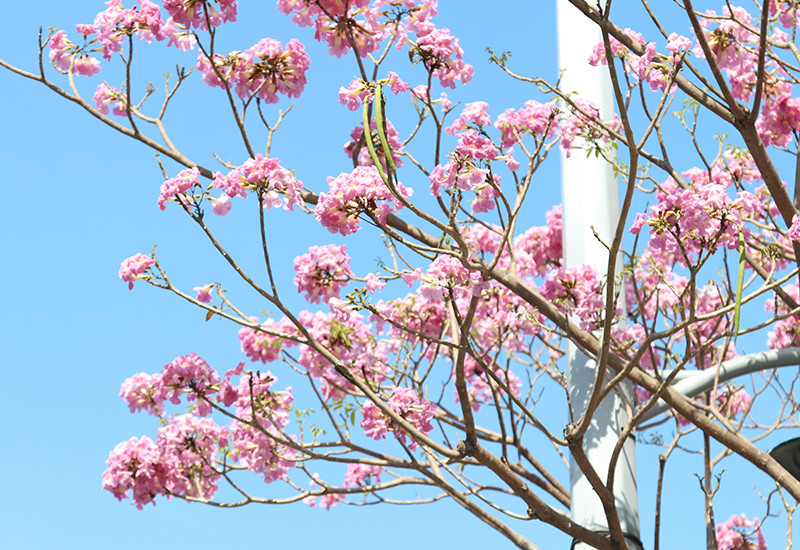 Hoa kèn hồng rực rỡ khoe sắc nhiều tuyến phố tại TP.HCM ảnh 6