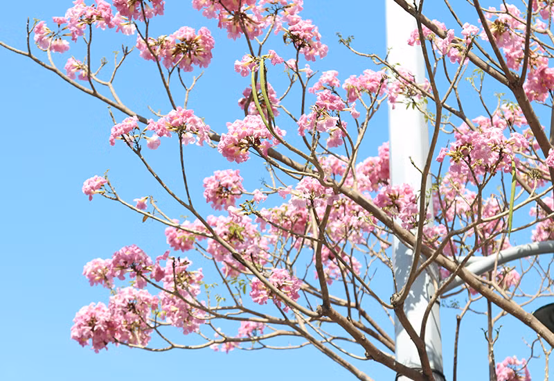 Hoa kèn hồng rực rỡ khoe sắc nhiều tuyến phố tại TP.HCM ảnh 6