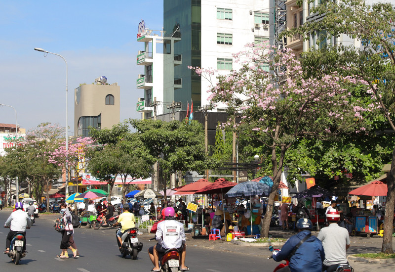 Nép mình dọc hai bên vỉa hè đường Điện Biên Phủ (Q.Bình Thạnh, TP.HCM) nhưng từng gốc hoa kèn vẫn nổi bật lên so với những "người bạn" khác.