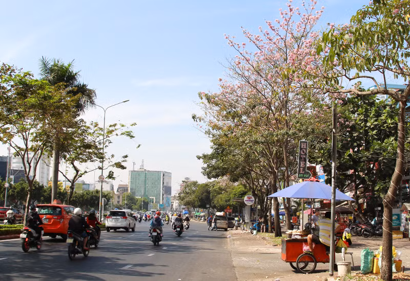 Khi hoa nở, từng thân cây nổi bật lên với màu hồng rực rỡ, hoa bao phủ khắp cành.