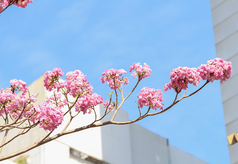 Từng chùm hoa kèn hồng đua nở, vươn mình ra nhiều con đường tại thành phố.