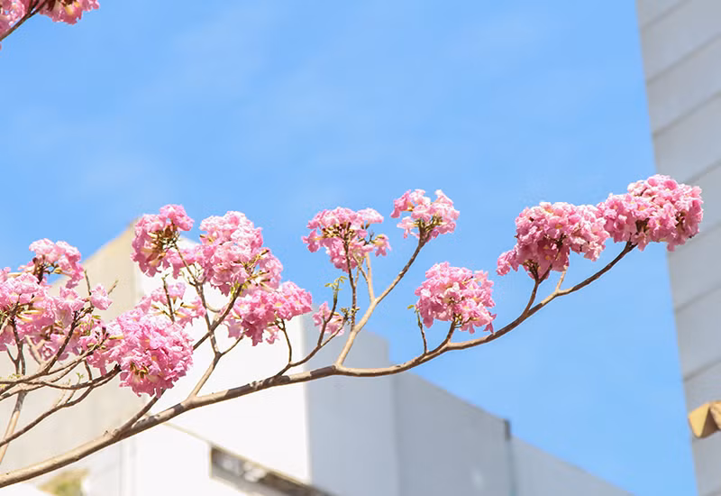 Từng chùm hoa kèn hồng đua nở, vươn mình ra nhiều con đường tại thành phố.