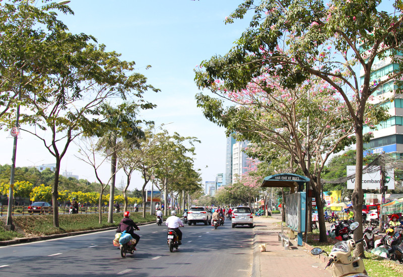 Trước khi nở hoa, kèn hồng cho bóng mát; sau khi nở hoa, kèn hồng lại khoe sắc, trở thành nét đẹp của rất nhiều con đường.