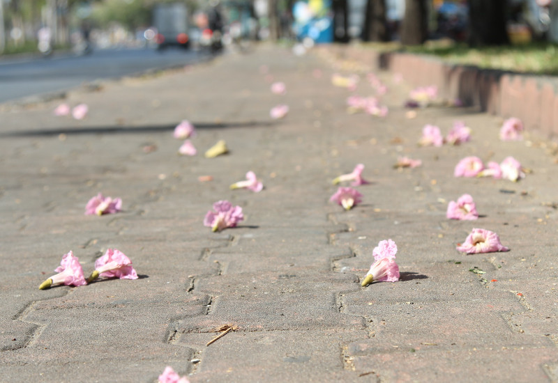 Những bông hoa rơi, nằm rải rác khắp các hè phố, tô điểm thêm nét đẹp cho nhiều con đường