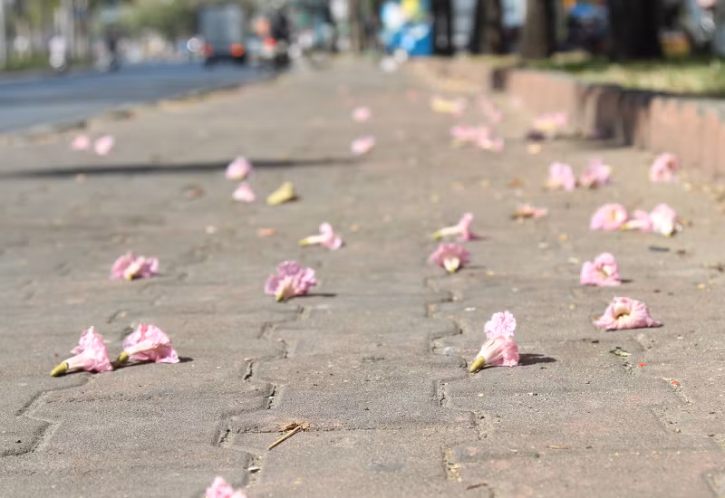 Những bông hoa rơi, nằm rải rác khắp các hè phố, tô điểm thêm nét đẹp cho nhiều con đường