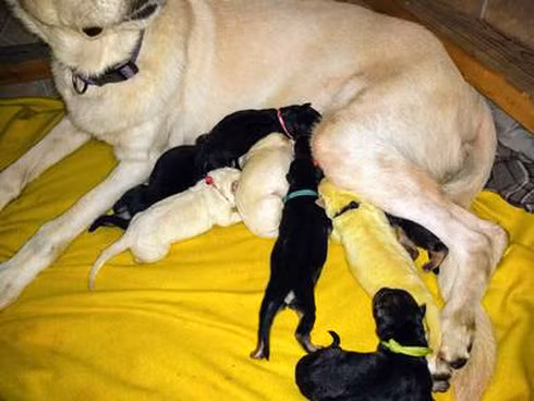 Hy hữu: Chú chó sinh ra có bộ lông màu vàng chanh lạ đời