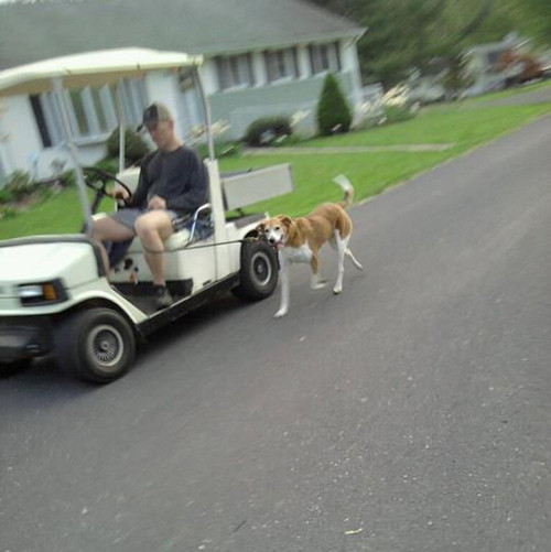 Khi người lười dắt cún cưng đi dạo.