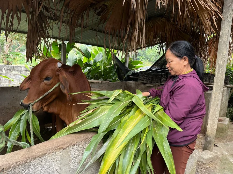 Phát triển mô hình nuôi bò hướng đi giảm nghèo bền vững.