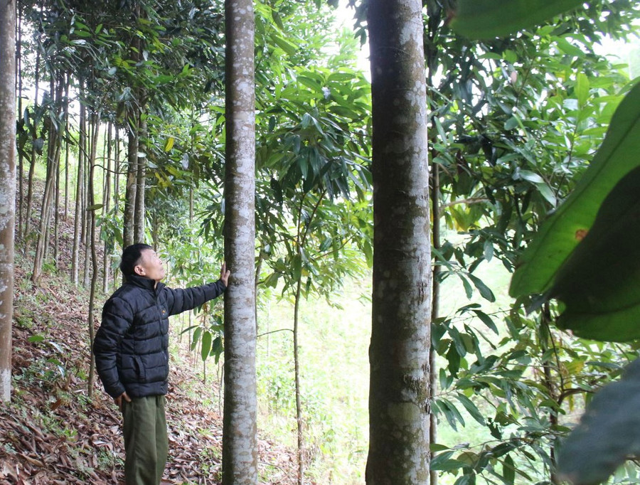 Người dân trên địa bàn xã xóm Thái Trung, xã Quy Kỳ, huyện Định Hoá, tỉnh Thái Nguyên được hỗ trợ trồng quế nhằm từng bước nâng cao thu nhập, giảm nghèo bền vững.