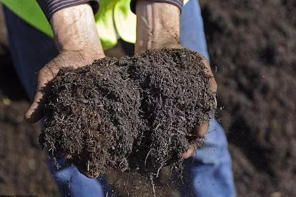 sau khi thi thể người phân hủy sẽ trở thành những loại đất giàu chất dinh dưỡng khô, mịn dùng trong làm vườn.