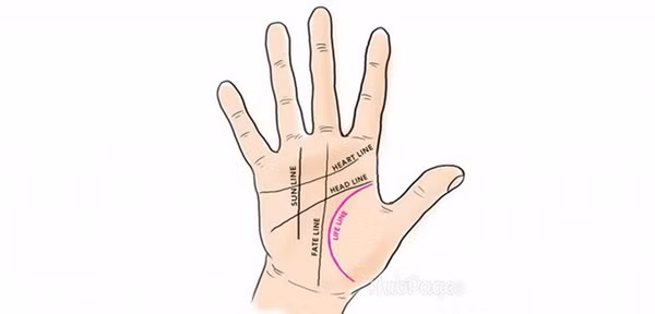 5 đường chỉ tay quan trọng đối với cuộc đời mỗi người-3