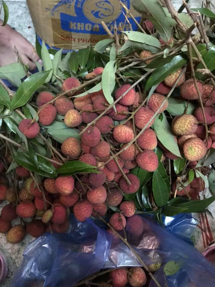 Vải đầu mùa siêu rẻ chỉ 25 nghìn đồng/kg: Cách chọn quả ngon, không sâu đầu Vải đầu mùa siêu rẻ chỉ 25 nghìn đồng/kg: Cách chọn quả ngon, không sâu đầu