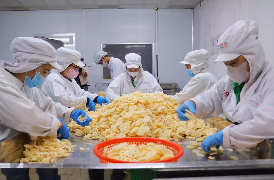 Công nhân sơ chế cắt lát củ sen theo tiêu chuẩn trước khi xuất khẩu sang Nhật Bản. (Ảnh: CTV)