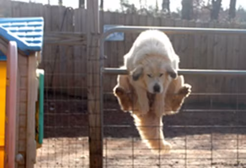 Những tình huống dở khóc dở cười trong cuộc sống ảnh 12 Những tình huống dở khóc dở cười trong cuộc sống ảnh 12