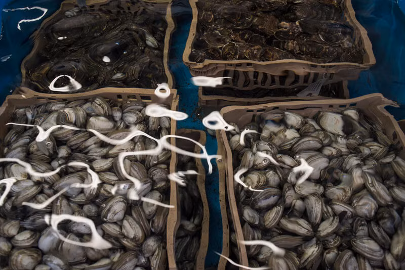 Hàu và những loài giáp xác được nuôi ở Blue Point. Ảnh: James Sprankle