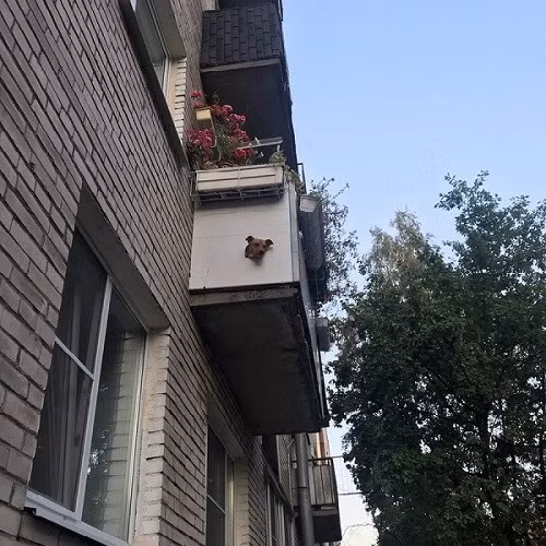 Cách giúp cún cưng được ngắm phố phường.