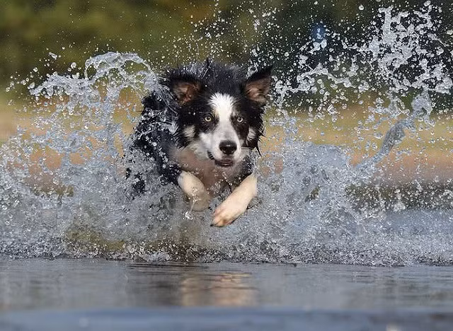 Top 10 giống chó thân thiện nhất thế giới - ảnh 4