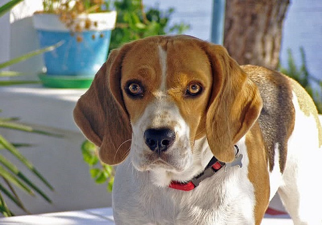 Top 10 giống chó thân thiện nhất thế giới ảnh 1 Top 10 giống chó thân thiện nhất thế giới - ảnh 1