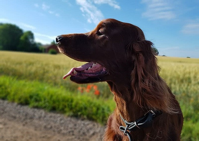 Top 10 giống chó thân thiện nhất thế giới ảnh 3 Top 10 giống chó thân thiện nhất thế giới - ảnh 3