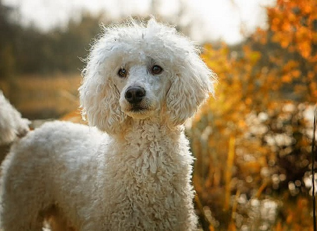 Top 10 giống chó thân thiện nhất thế giới ảnh 5 Top 10 giống chó thân thiện nhất thế giới - ảnh 5