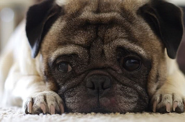 Top 10 giống chó thân thiện nhất thế giới ảnh 2 Top 10 giống chó thân thiện nhất thế giới - ảnh 2