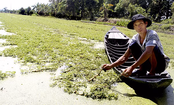 thu 300 trieu dong sau 6 thang hai loai rau lon nhanh "nhu thoi" hinh anh 1