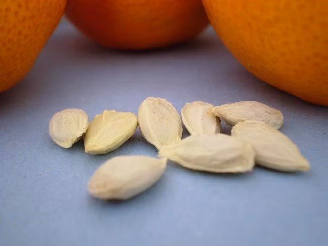 Tác dụng chữa bệnh không ngờ từ những thứ vứt đi của quả cam-1