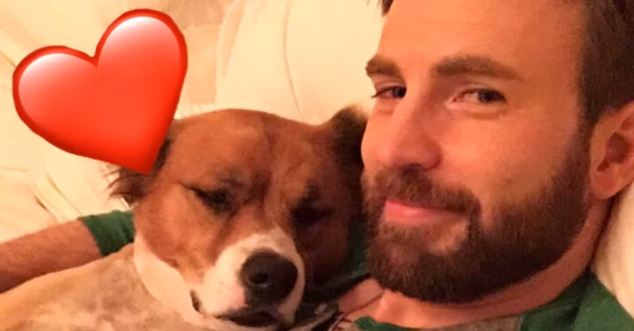 Nam diễn viên Chris Evan thân thiết bên chú chó cứu hộ Dodger.