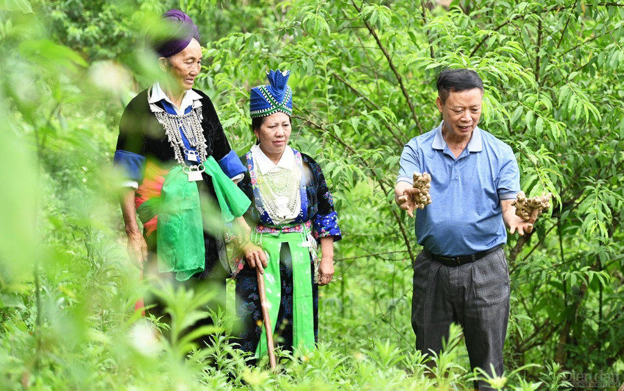Ông Nguyễn Văn Luân hướng dẫn giúp bà con cách chăm sóc cây gừng, tránh sâu bệnh. (Ảnh: Trần Đức) Ông Nguyễn Văn Luân hướng dẫn giúp bà con cách chăm sóc cây gừng, tránh sâu bệnh. (Ảnh: Trần Đức)