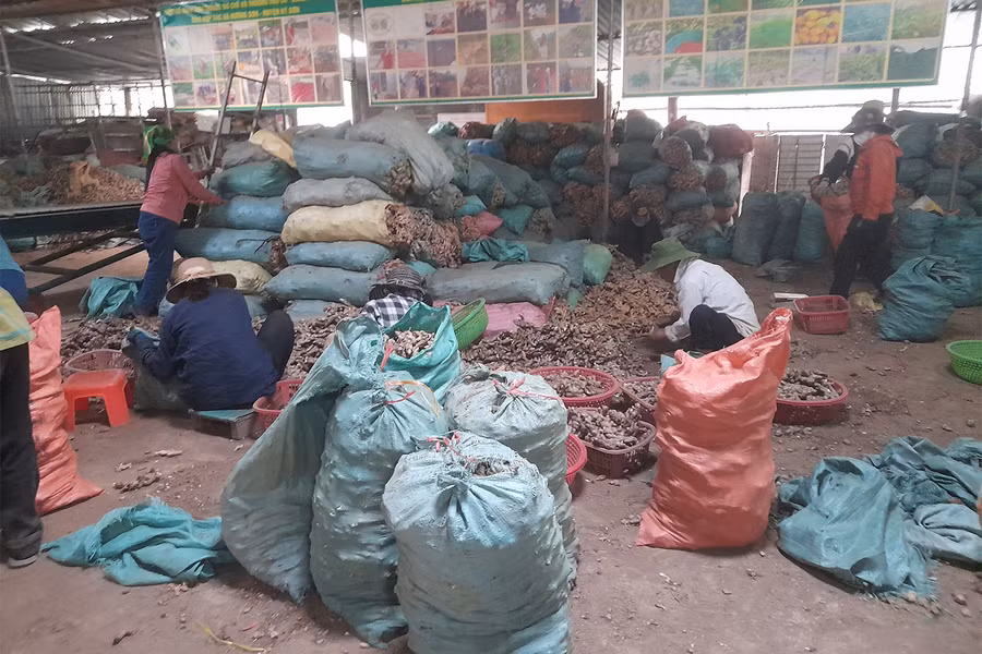 Xưởng phân loại gừng của HTX Dịch vụ nông nghiệp và Tiểu thủ công nghiệp Hương Sơn. (Ảnh: Lữ Phú)