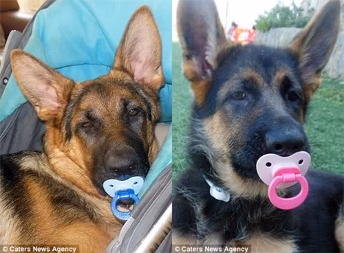 Chú cún tưởng mình là trẻ con, mê ngậm ti giả và bú bình