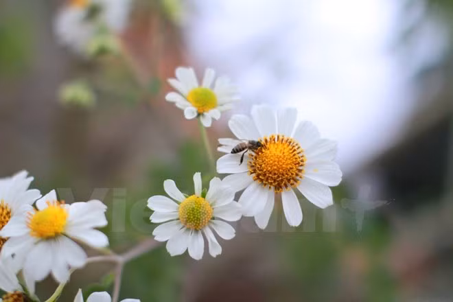 Chiêm ngưỡng cây hoa dã quỳ trắng độc nhất vô nhị ở Đà Lạt ảnh 5