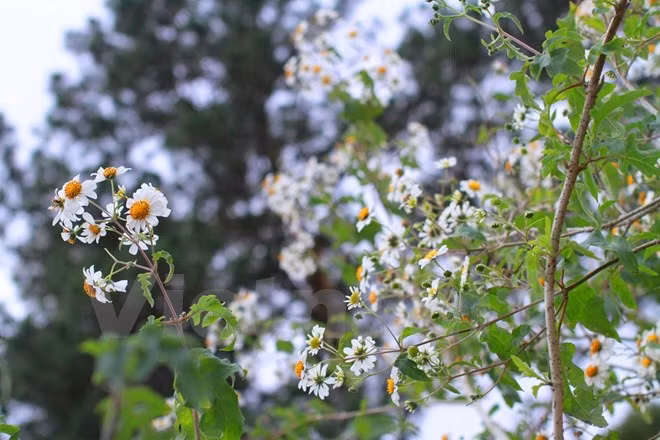 Chiêm ngưỡng cây hoa dã quỳ trắng độc nhất vô nhị ở Đà Lạt ảnh 3