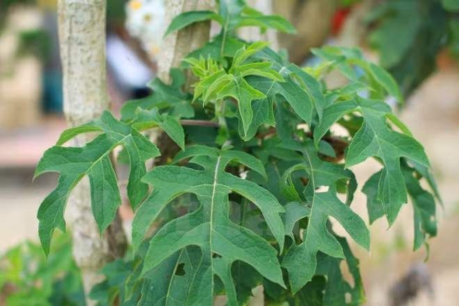 Chiêm ngưỡng cây hoa dã quỳ trắng độc nhất vô nhị ở Đà Lạt ảnh 6