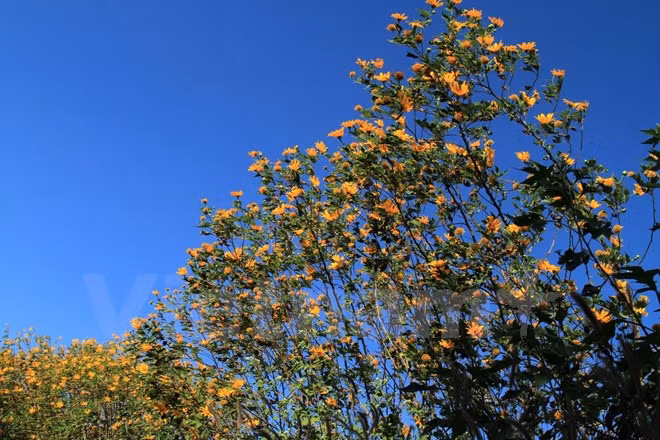 Chiêm ngưỡng cây hoa dã quỳ trắng độc nhất vô nhị ở Đà Lạt ảnh 10