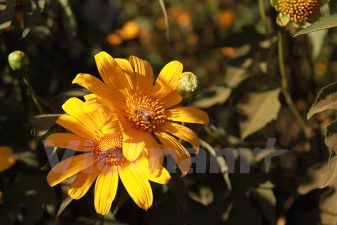 Chiêm ngưỡng cây hoa dã quỳ trắng độc nhất vô nhị ở Đà Lạt ảnh 9