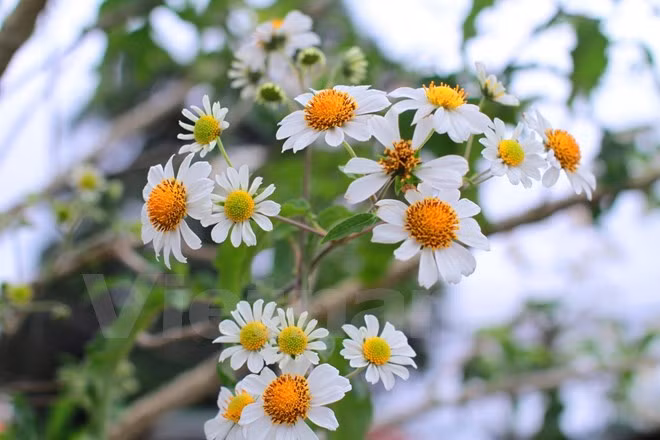 Chiêm ngưỡng cây hoa dã quỳ trắng độc nhất vô nhị ở Đà Lạt ảnh 2