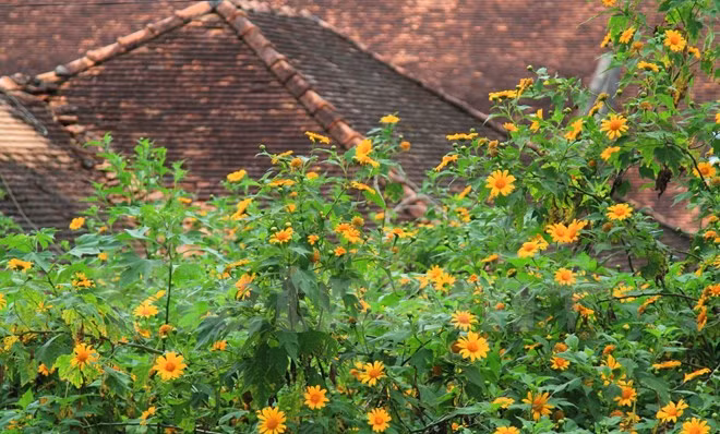 Chiêm ngưỡng cây hoa dã quỳ trắng độc nhất vô nhị ở Đà Lạt ảnh 8