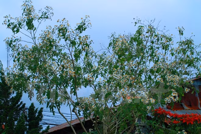 Chiêm ngưỡng cây hoa dã quỳ trắng độc nhất vô nhị ở Đà Lạt ảnh 4